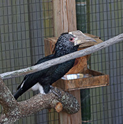 Picture/image of Silvery-cheeked Hornbill