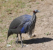 Vulturine Guineafowl
