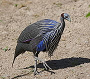 Picture/image of Vulturine Guineafowl