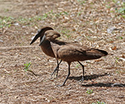 Picture/image of Hamerkop