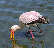 Picture/image of Yellow-billed Stork