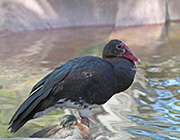 Picture/image of Spur-winged Goose