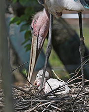 Picture/image of Marabou Stork