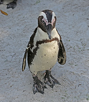 Picture/image of African Penguin