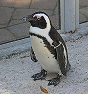 Picture/image of African Penguin