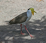 Picture/image of Masked Lapwing