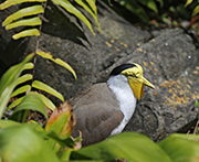 Picture/image of Masked Lapwing