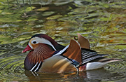 Picture/image of Mandarin Duck