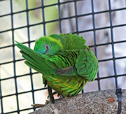 Picture/image of Leaf Lorikeet