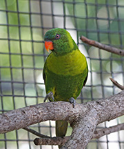 Picture/image of Leaf Lorikeet