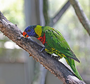 Picture/image of Rainbow Lorikeet