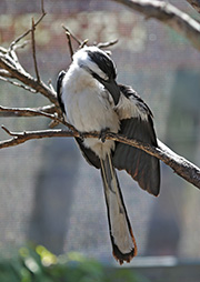 Picture/image of Von der Decken's Hornbill