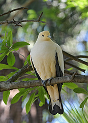 Picture/image of Pied Imperial Pigeon