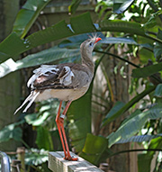 Picture/image of Red-legged Seriema