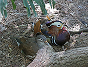 Picture/image of Mandarin Duck