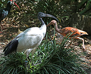 Picture/image of African Sacred Ibis
