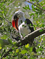 Picture/image of Von der Decken's Hornbill