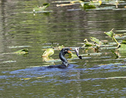 Picture/image of Double-crested Cormorant
