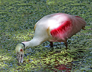 Picture/image of Roseate Spoonbill
