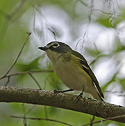 Picture/image of Blue-headed Vireo