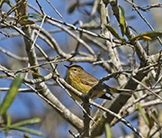 Picture/image of Palm Warbler