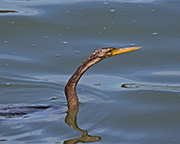 Picture/image of Anhinga