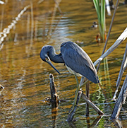 Picture/image of Tricolored Heron