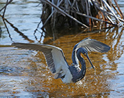 Picture/image of Tricolored Heron