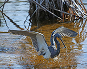 Picture/image of Tricolored Heron