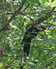 Picture/image of Pileated Woodpecker