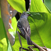 Picture/image of Great Crested Flycatcher