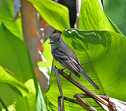 Picture/image of Great Crested Flycatcher