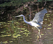 Picture/image of Tricolored Heron