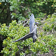 Picture/image of Yellow-crowned Night-Heron