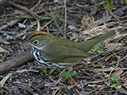 Ovenbird