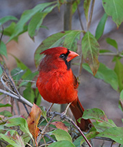 Picture/image of Northern Cardinal