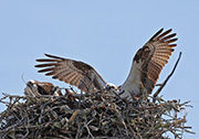 Picture/image of Osprey