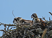 Picture/image of Osprey