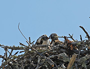 Picture/image of Osprey