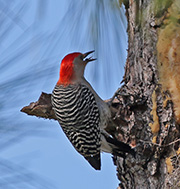 Picture/image of Red-bellied Woodpecker