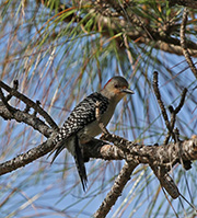 Picture/image of Red-bellied Woodpecker