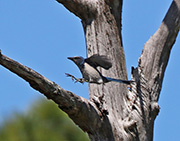 Picture/image of Florida Scrub Jay