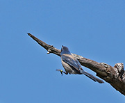 Picture/image of Florida Scrub Jay