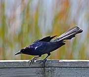 Picture/image of Boat-tailed Grackle