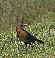 Picture/image of Boat-tailed Grackle