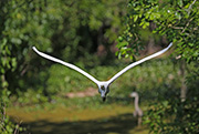 Picture/image of Great Egret