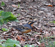 Picture/image of Varied Thrush