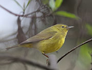 Picture/image of Orange-crowned Warbler