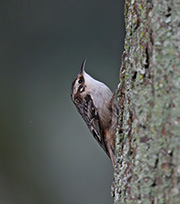 Picture/image of Brown Creeper