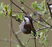 Picture/image of Chestnut-backed Chickadee